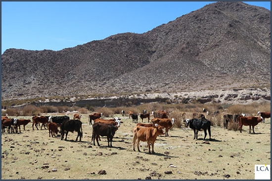 élevage de bétail - Gualfin - Argentine 