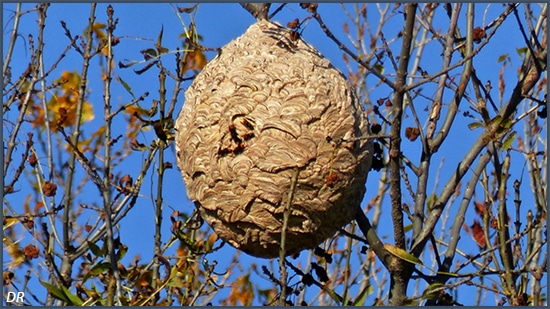 nid de frelons asiatiques