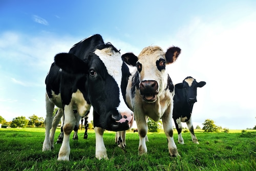 investissement, vaches, agriculture, élevage